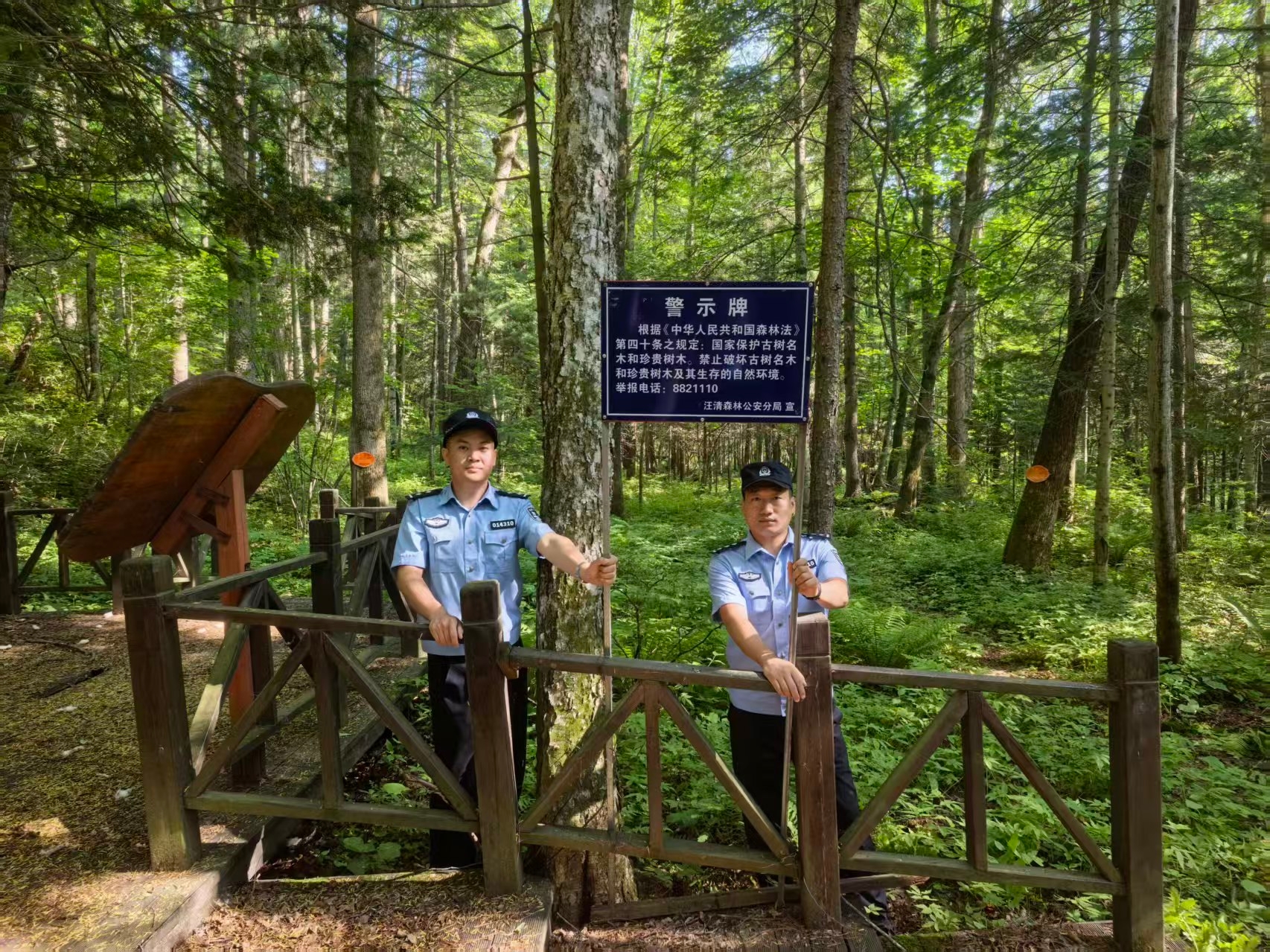 千年红豆杉，藏蓝岁岁守！吉林汪清森林公安守护林海 “活化石”